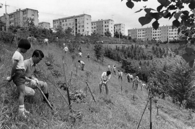 Plantation by residents, Fujishirodai 1976○